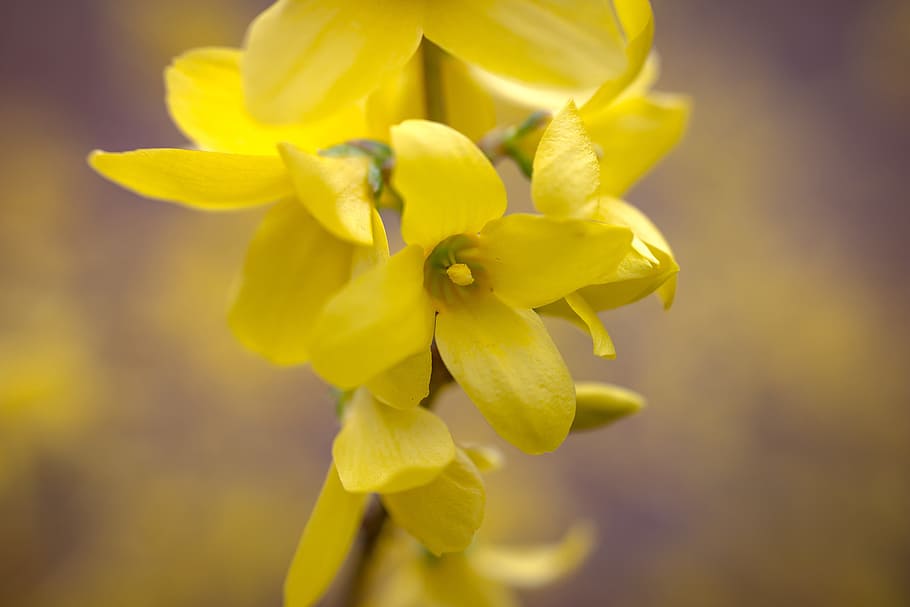 Forsythia, Spring, Flower, Yellow, golden bells, gold lilac HD wallpaper