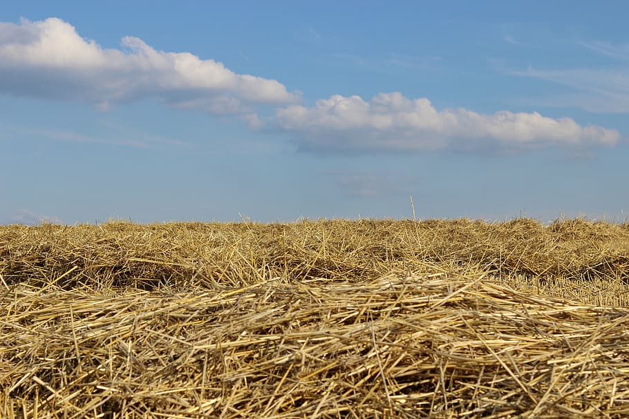 field, harvest, straw, sky, agriculture, cloud - sky, landscape HD wallpaper