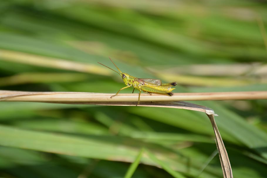 Grille, Insect, Grasshopper, zirpe, nature, one animal, animal themes HD wallpaper