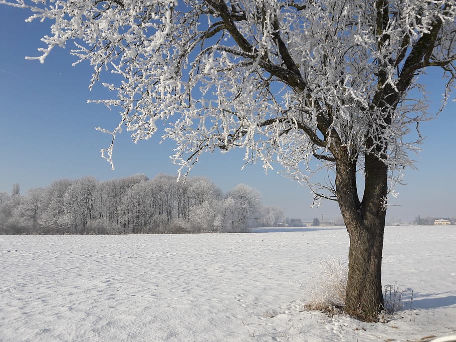 Winter, Wintertime, Icing, Tree, snow, cold temperature, branch HD wallpaper