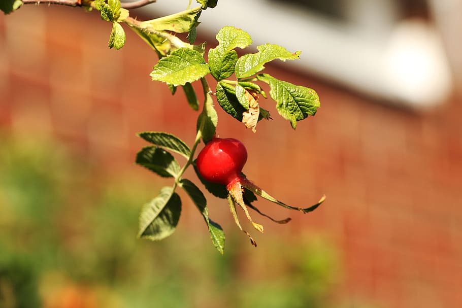 rose hip, fruit, nature, food, food and drink, red, plant, healthy eating HD wallpaper