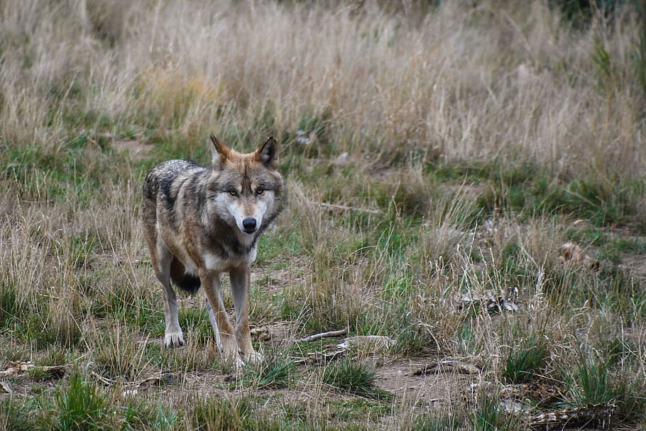 wolf, predator, animal, wild, animal themes, animal wildlife HD wallpaper