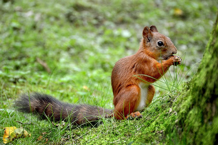 squirrel, summer, peterhof, grass, animal, park, feeding, rodent HD wallpaper