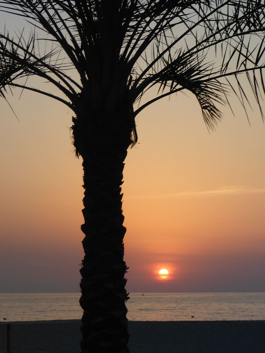 Sunset, Palm, Stra, Beach, Sea, Twilight, evening sky, nature HD wallpaper