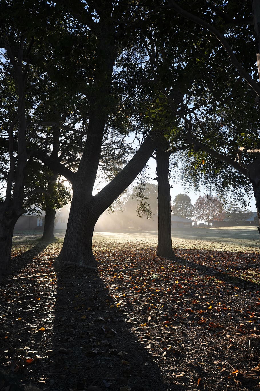 nature, landscape, environment, sunlight, forest, shadows, trees HD wallpaper
