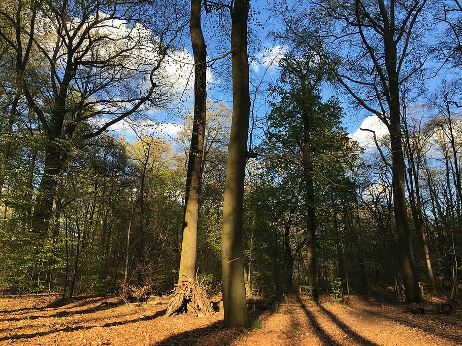 forest, nature, trees, berlin, forest tegel, plant, land, tranquility HD wallpaper
