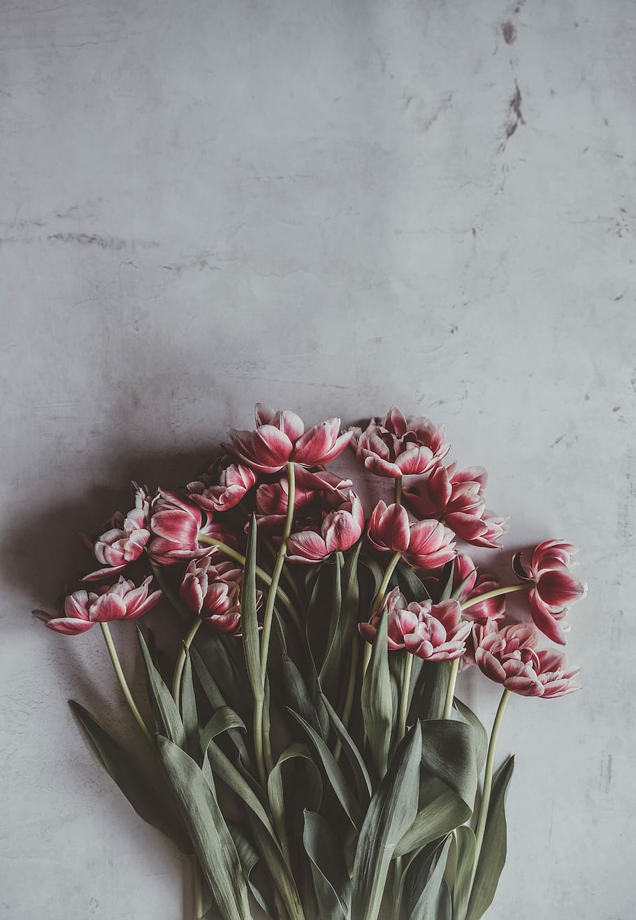red-and-white petaled flowers on white surface, pink petaled flowers on gray surface HD wallpaper
