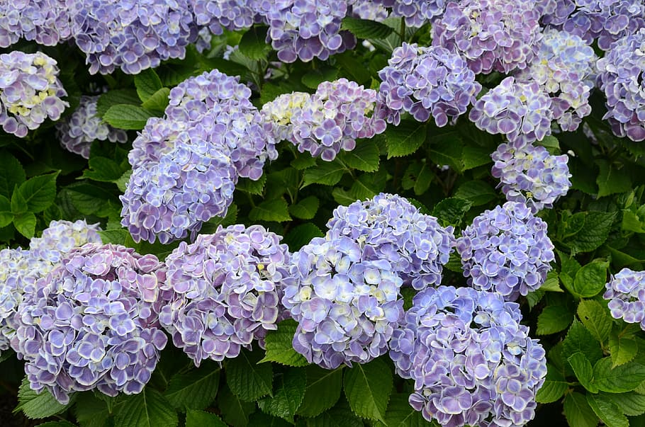 hydrangea, flower garden, freshness, growth, vulnerability HD wallpaper