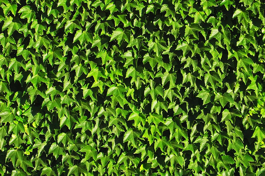 vine, leaf, leaves, plant, texture, pattern, green, green color HD wallpaper