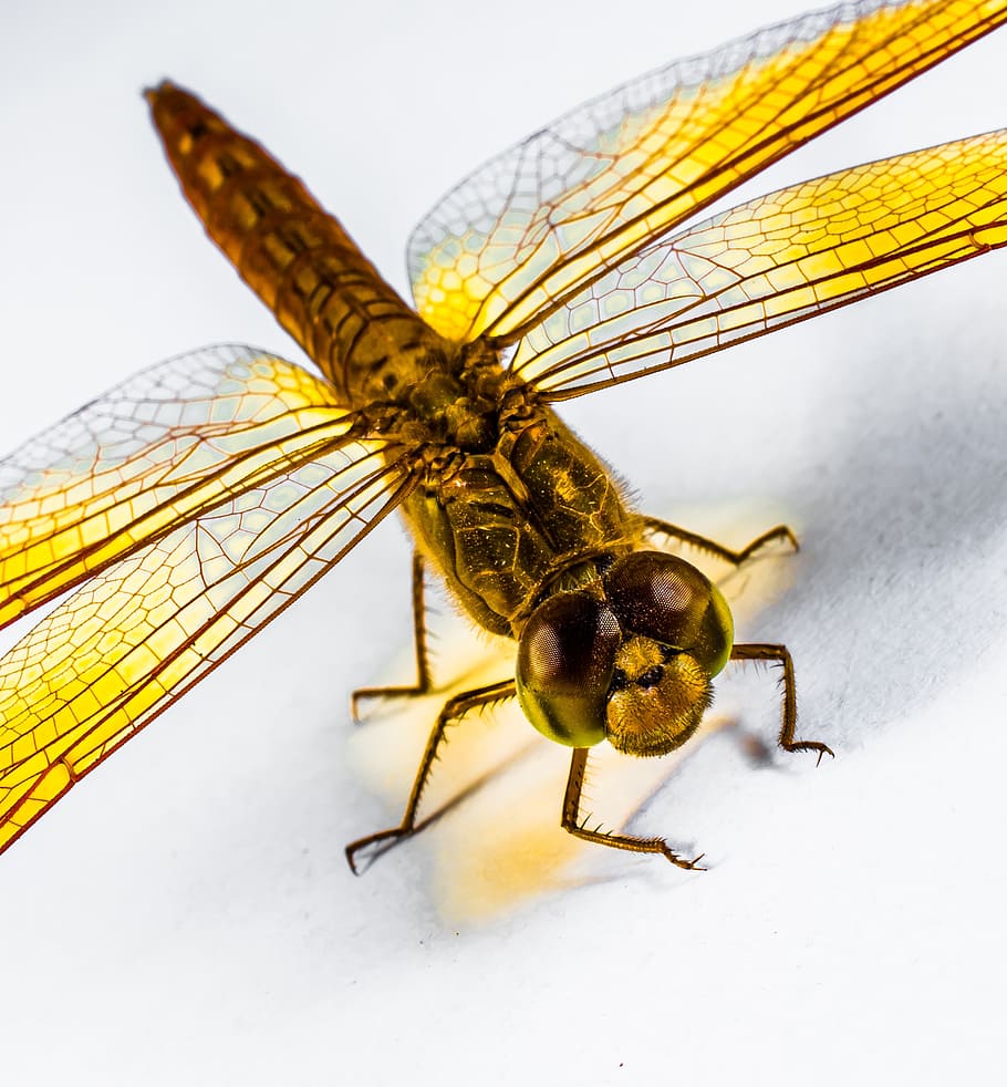 dragonfly, insect, yellow, close, chitin, wing, animal themes HD wallpaper