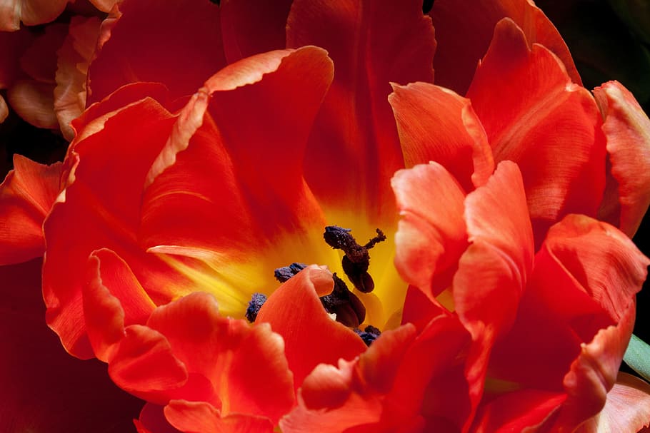 tulip, lily, spring, nature, flowers, tulips, schnittblume HD wallpaper