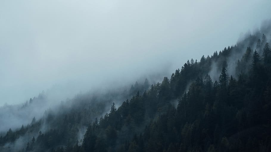 aerial photography of foggy mountain, conifers, dark, fir trees