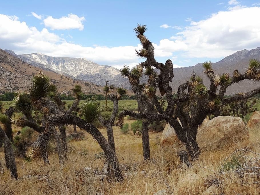 joshua tree, flora, usa, plant, mountain, sky, cloud - sky HD wallpaper