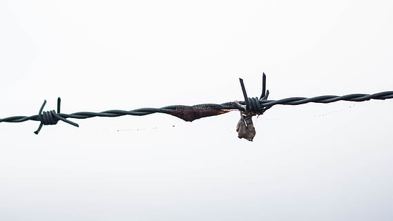 barbed wire, dangerous, scary, sharp, fence, security, barrier HD wallpaper