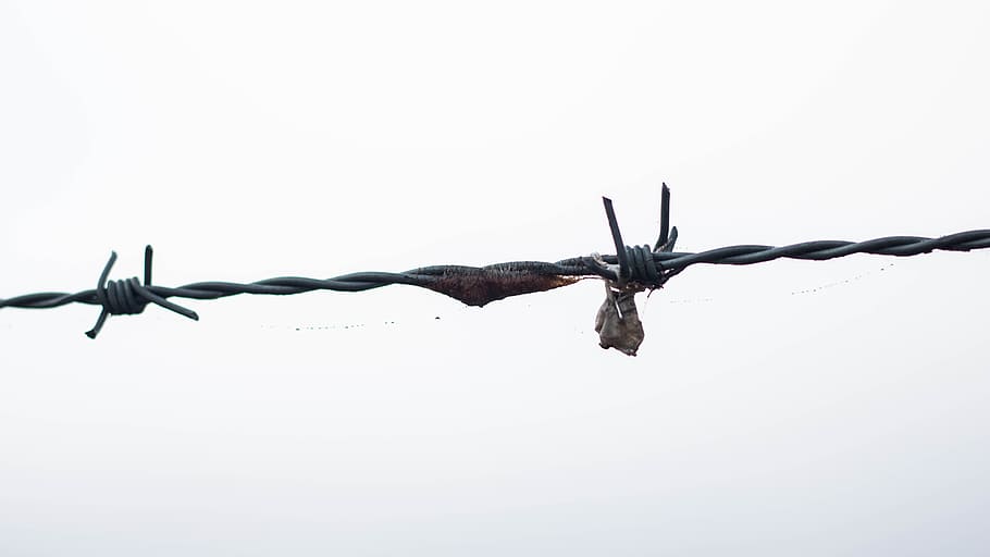 barbed wire, dangerous, scary, sharp, fence, security, barrier HD wallpaper