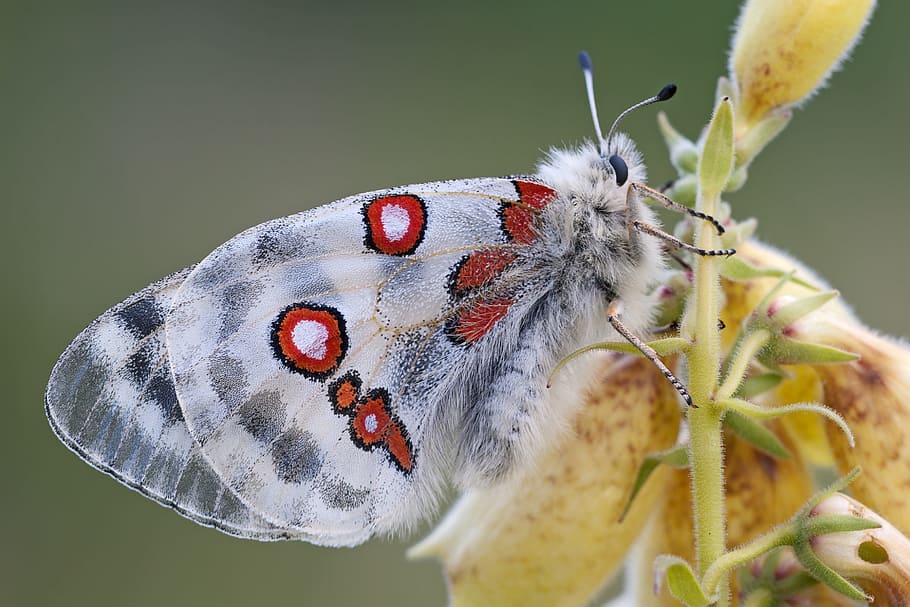 close-up photography white and red butterfly on yellow petaled flower, HD wallpaper