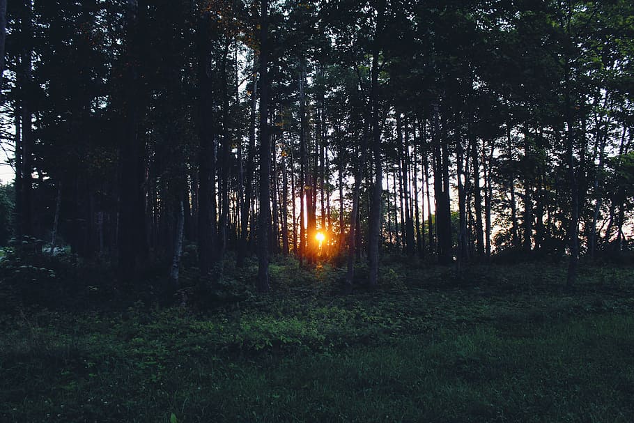 silhouette of sunlight passing through brown trees, sunset shining through green tall trees HD wallpaper