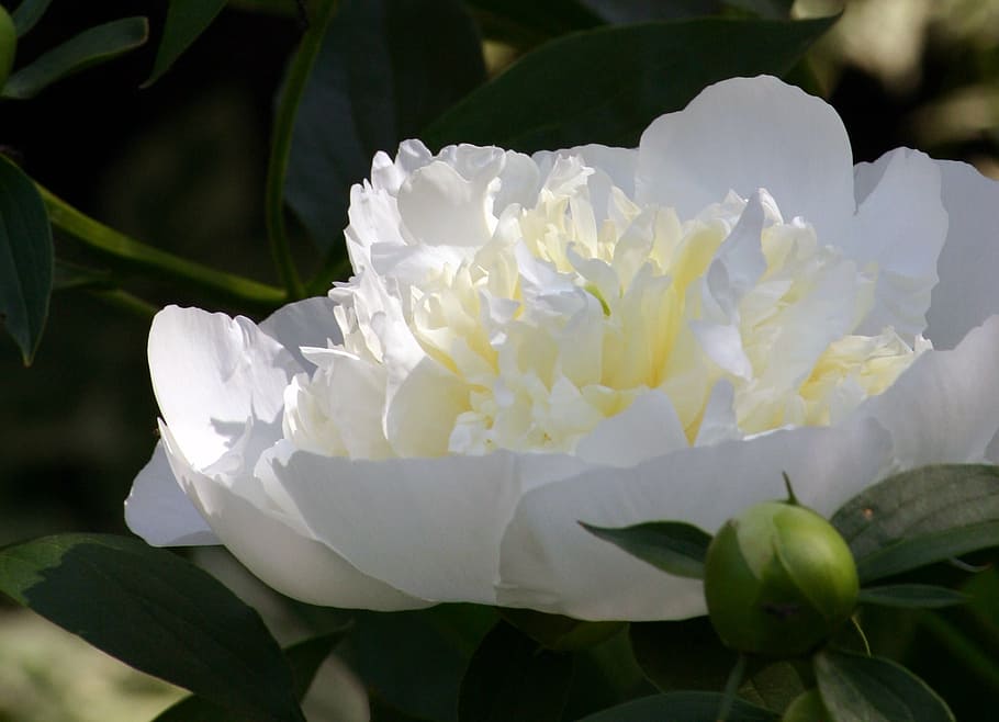 flower, peony, single, botanic, white, china, indiana, romance, HD wallpaper