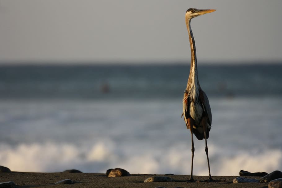 Heron, Beach, Nature, bird, animal wildlife, animals in the wild HD wallpaper