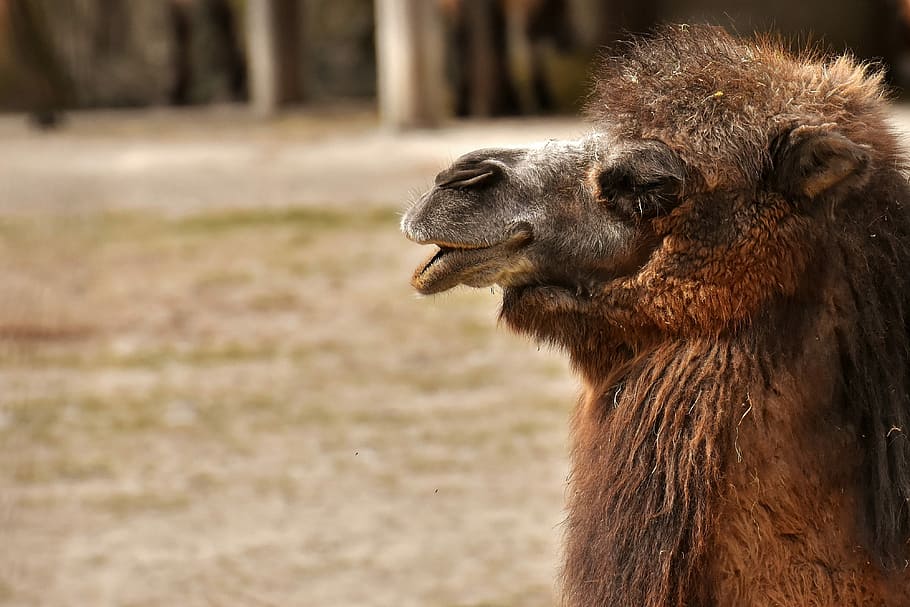 selective focus photography of llama, camel, zoo, animal, nature