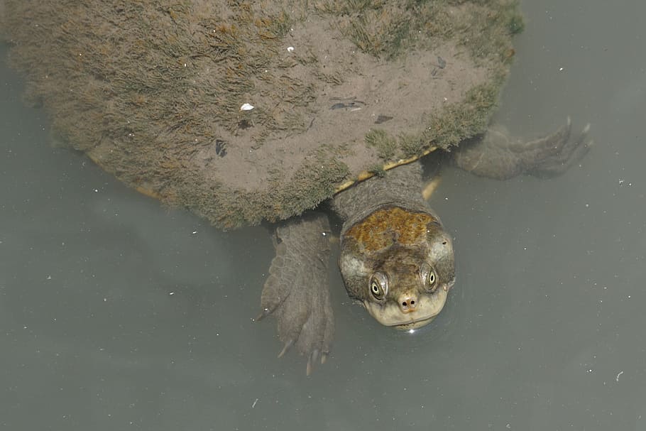 Australia, Turtle, Dirty, one animal, animals in the wild, animal wildlife HD wallpaper