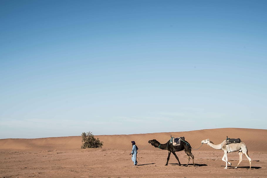 two white and black camel, black and beige camels on desert, landscape HD wallpaper
