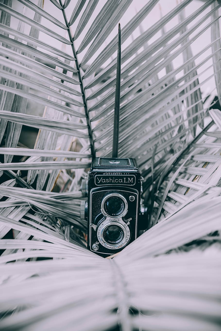 grayscale photo of Yashica LM camera on plant leaf, vintage HD wallpaper