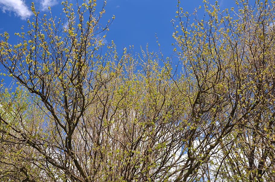 spring, nature, tree, plant, low angle view, beauty in nature HD wallpaper