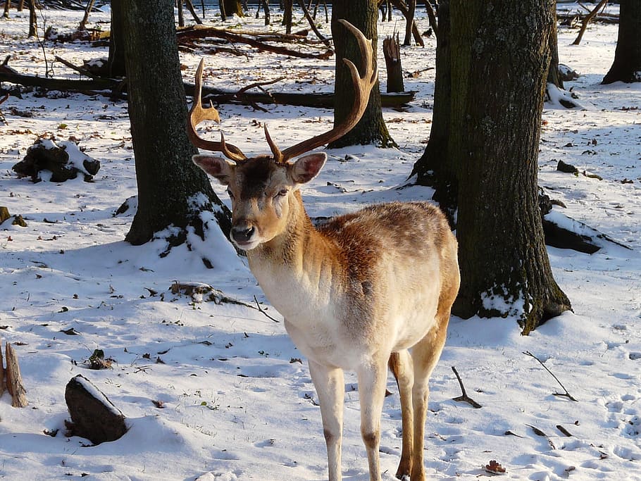 deer, snow, outside, winter, france, nature, animal, wildlife HD wallpaper