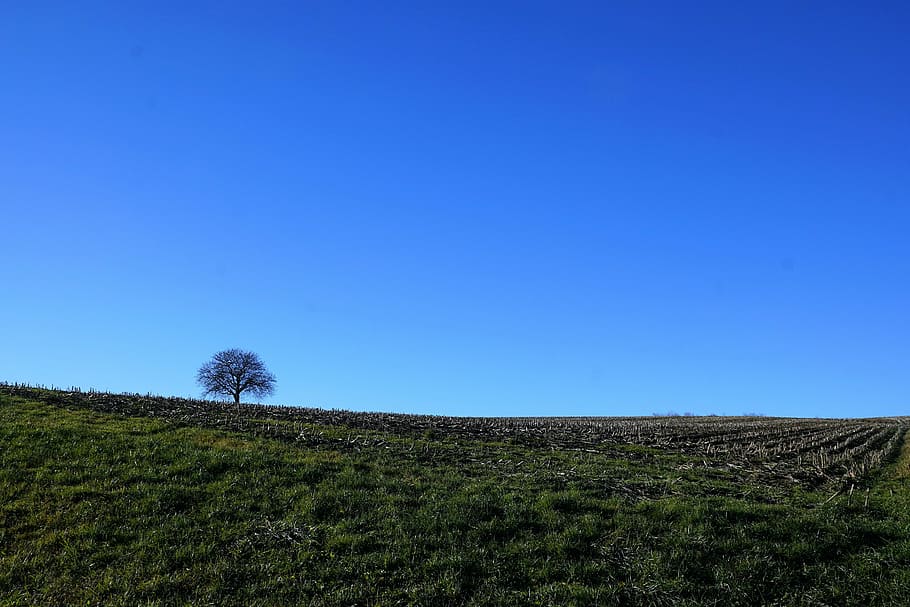 tree, meadow, nature, sky, blue, stockach, germany, field, green HD wallpaper