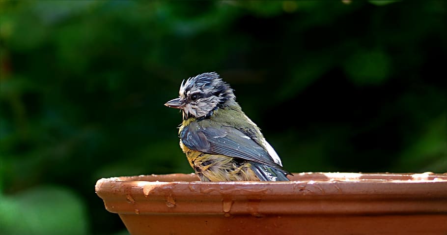 blue and yellow bird on top of birdbath, tit, blue tit, young, HD wallpaper