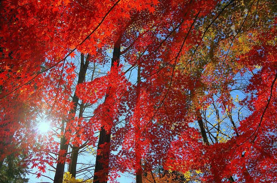 maple, autumn, autumnal leaves, japan, fallen leaves, leaf, HD wallpaper