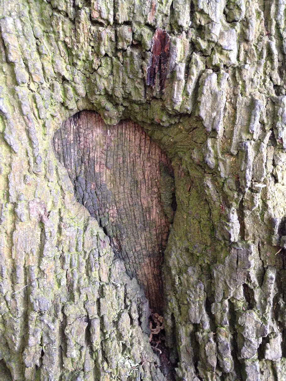heart, tree, trunk, love, textured, tree trunk, rough, full frame HD wallpaper