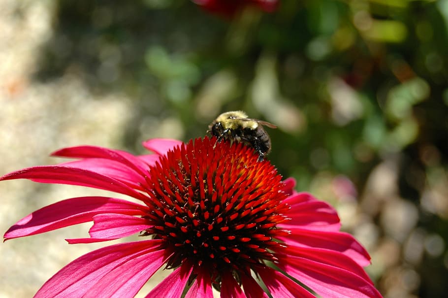 Flower, Pink, Bumble Bee, Bee, Bee, red, floral, spring, bloom HD wallpaper