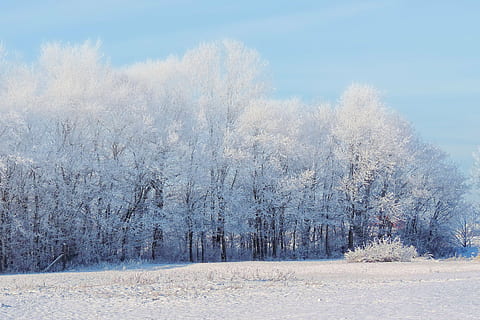 field of white trees near ground, landscape, winter impressions HD wallpaper