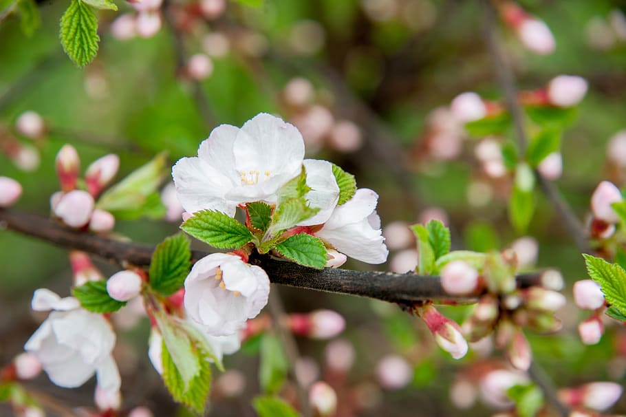 spring, cherry, flowers, petals, cherry blossoms, branch of cherry HD wallpaper