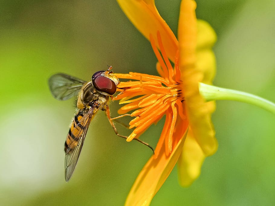 hoverfly, insect, blossom, bloom, nature, animal, macro, close-up HD wallpaper