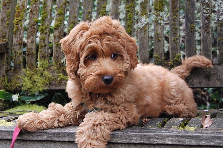 puppy, bench, mossy, labradoodle, australian labradoodle, obedient