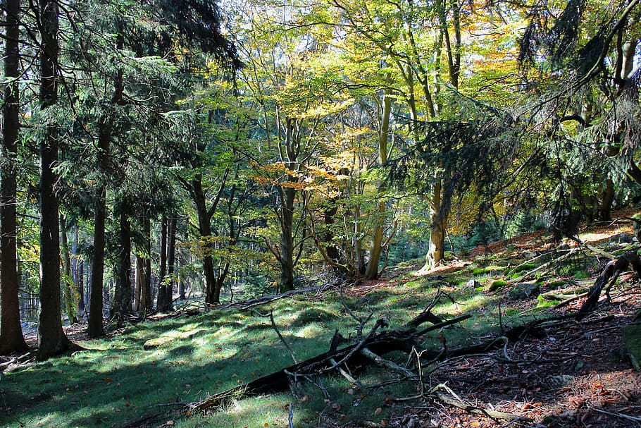 forest, mountains, moss, nature, taunus, autumn, green, trees HD wallpaper
