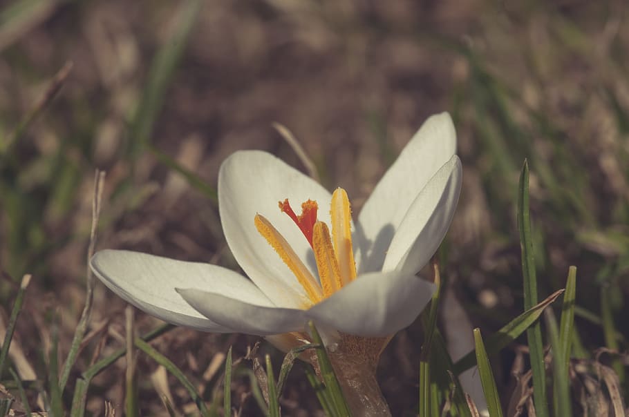 Flower, Spring, White, Nature, Plant, bloom, macro, petal, flower head HD wallpaper
