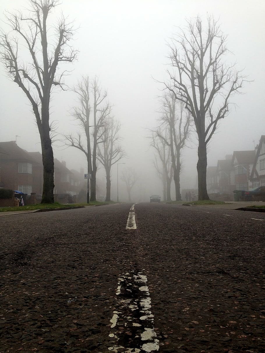 Hd Wallpaper White Line On Concrete Road Between Bare Trees Surrounded