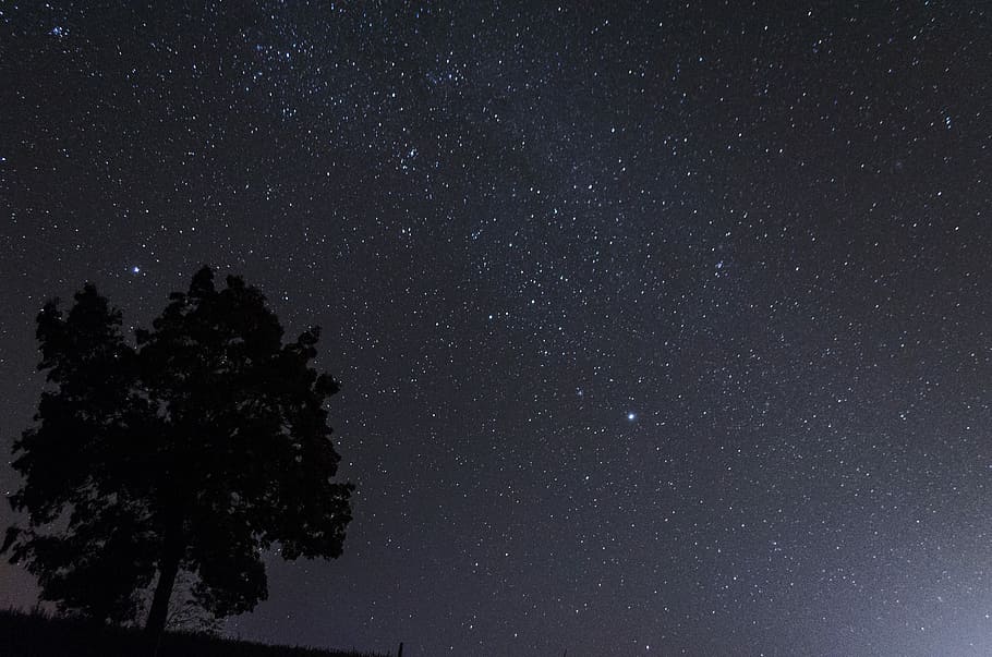 silhouette of a tree during night time, tree under night sky HD wallpaper