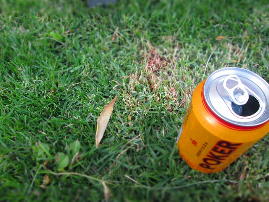 beer, grass, nature, plant, green color, field, day, land, high angle view HD wallpaper