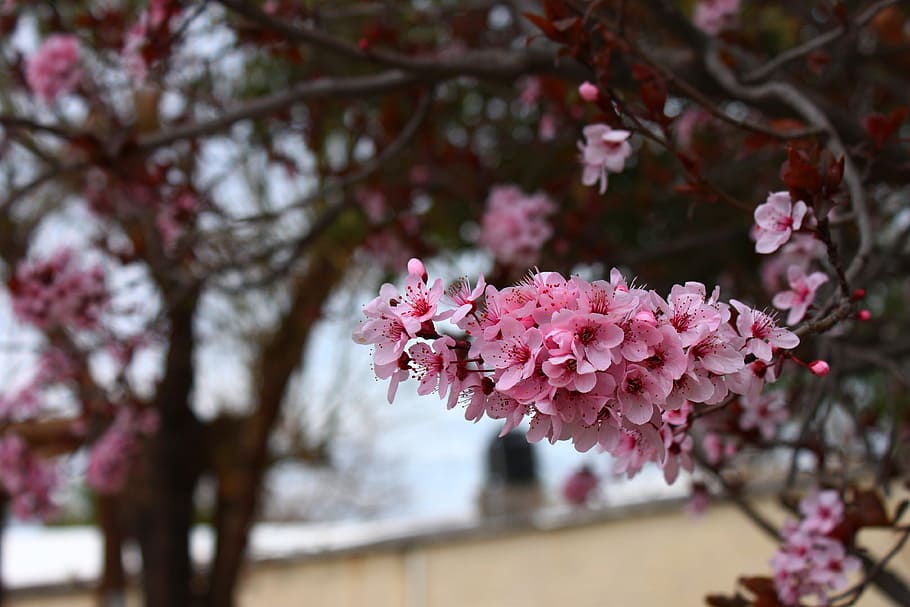 flowers, pink, cherry, tree, plant, flowering plant, freshness HD wallpaper