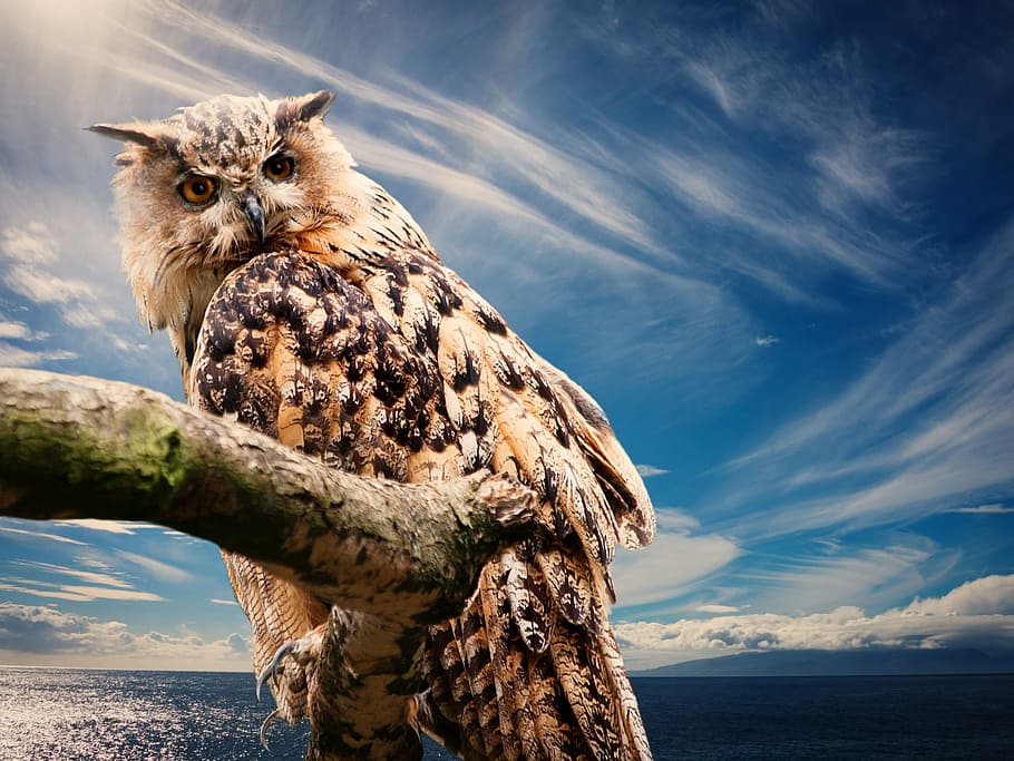 brown and black owl graphic wallpaper, nature, sky, clouds HD wallpaper