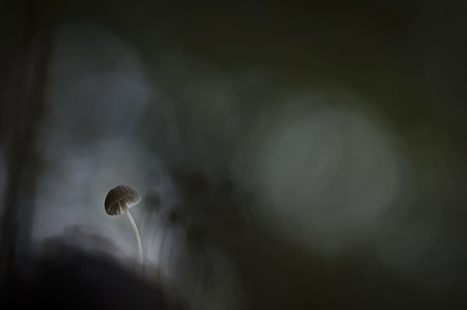 Shallow Focus of White Mushroom Painting, abstract, art, blur HD wallpaper