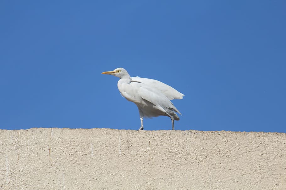 Cattle Egret, Roof Top, Bird, white, sky, blue, perching, one animal