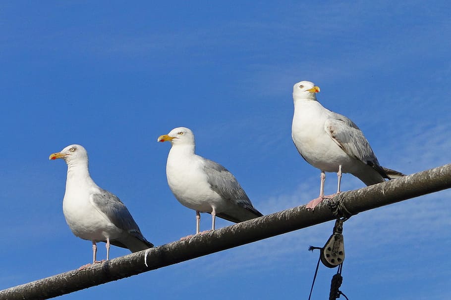 gulls, sea, bird, seagull, animal, ornithology, nature, seabird