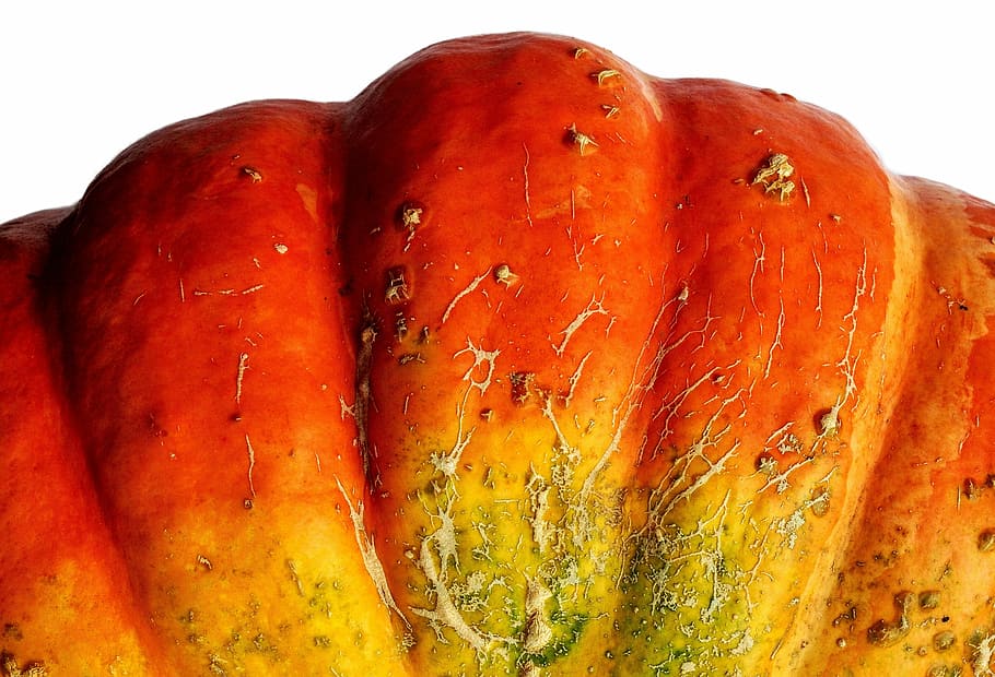 squash, pumpkin, potimarron, detail, skin, scar, scaring, blemish HD wallpaper