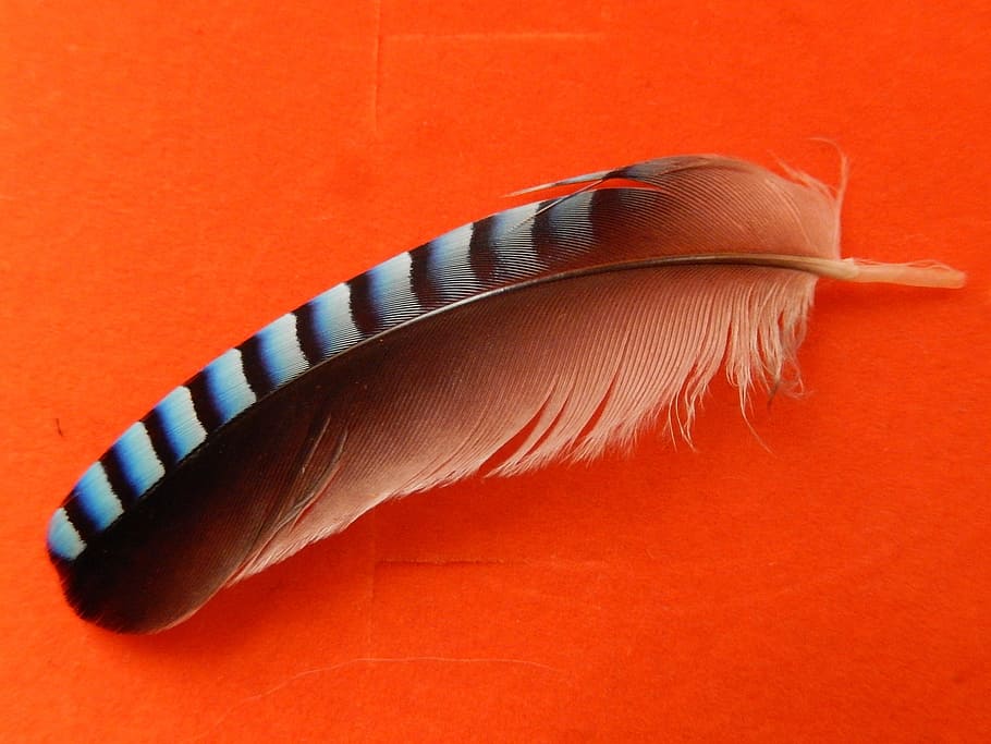 Pen, Bird, Plumage, red, orange color, backgrounds, black color HD wallpaper